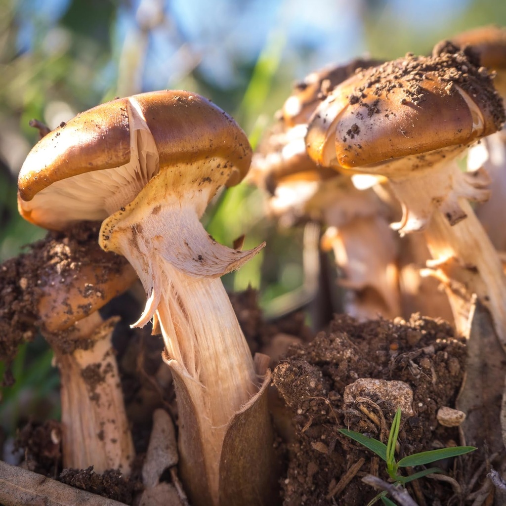 earthborn-elements-agaricus-blazei-200-c-6.jpg