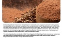ellie-s-best-7-mushroom-powder-extract-b-3.jpg