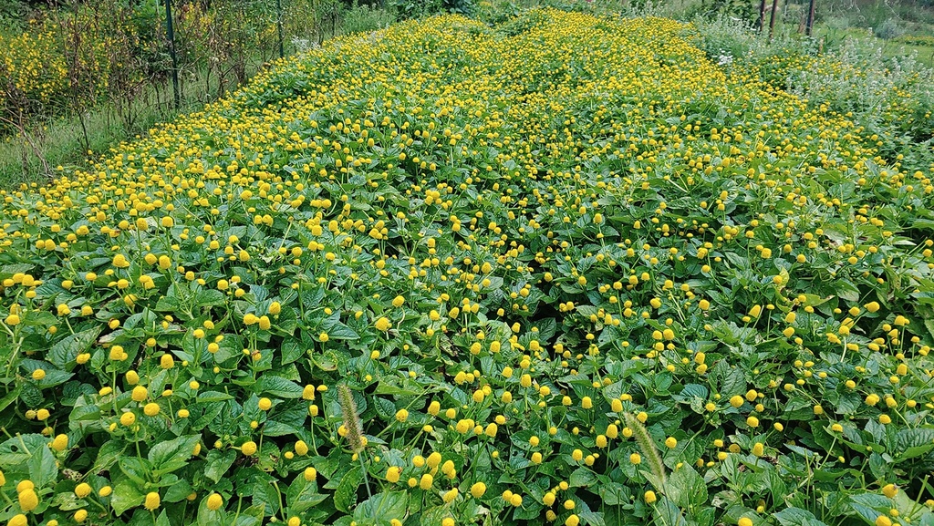 spilanthes-oleracea-tincture-liquid-toot-2.jpg