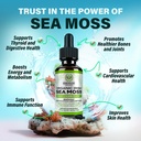 benevolent-chlorophyll-liquid-drops-iris-5.jpg