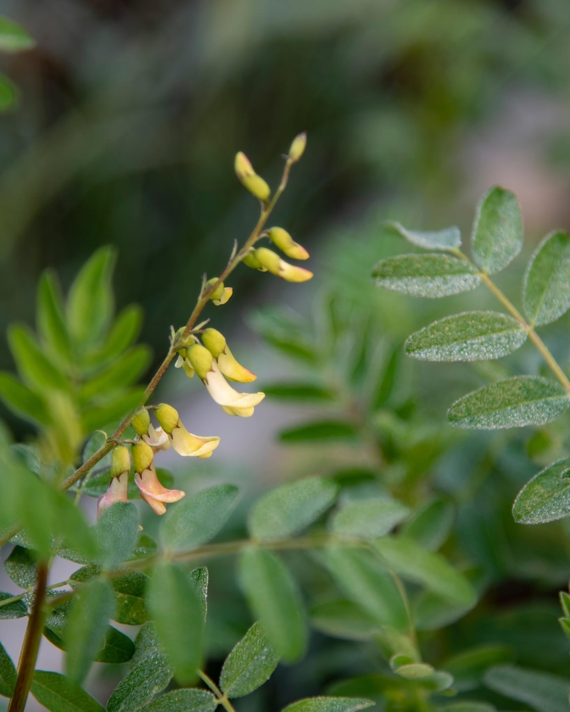 herb-pharm-certified-organic-astragalus--6.jpg