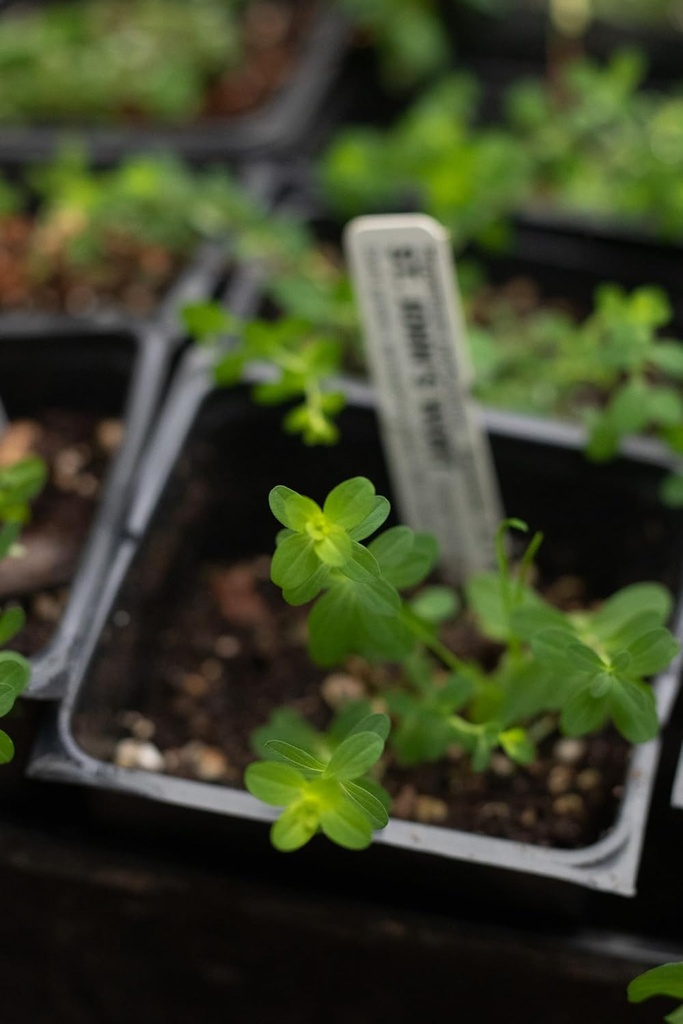 organic-saint-johns-wort-plant-hypericum-6.jpg