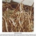 enjoy-kava-kava-1-2-lb-227g-kava-root-wa-2.jpg