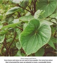 kava-waka-powder-authentic-noble-kava-ro-3.jpg