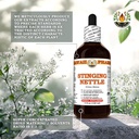 stinging-nettle-urtica-dioica-dry-leaf-t-5.jpg