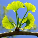 herb-to-body-ginkgo-leaf-powder-4oz-wild-61q9QlGn4hL.jpg