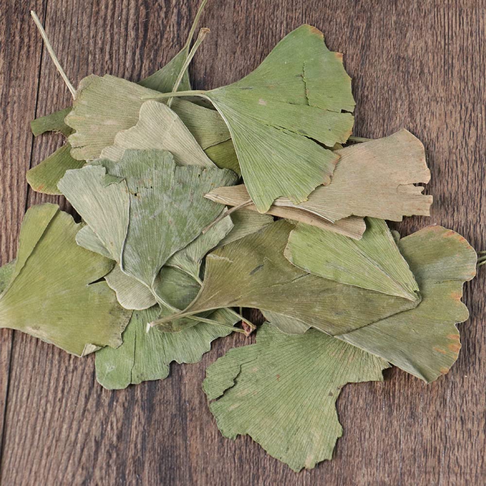 dried-ginkgo-biloba-leaves-ginkgo-biloba-715ntJmxtvL.jpg