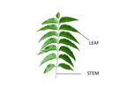 fresh-organic-neem-leaves-azadirachta-in-51u8SeBxsXL.jpg