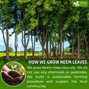 freshdrinkus-premium-10oz-neem-leaf-powd-81T2TTHxlDL.jpg