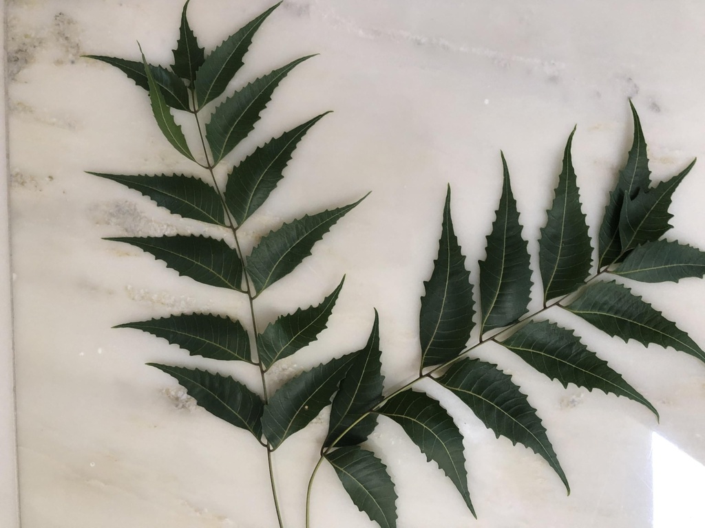 fresh-neem-leaves-50-margosa-azadirachta-71TcZp6wiPL.jpg