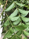 fresh-neem-leaves-50-margosa-azadirachta-81XXRViLtRL.jpg