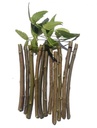 organic-neem-stick-for-teeth-brush-neem--61I+1Fzej5L.jpg