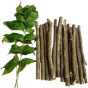 organic-neem-stick-for-teeth-brush-neem--71mQ+wPAPHL.jpg