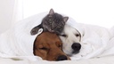 i-love-my-pets-llc-cat-immune-supplement-4.jpg