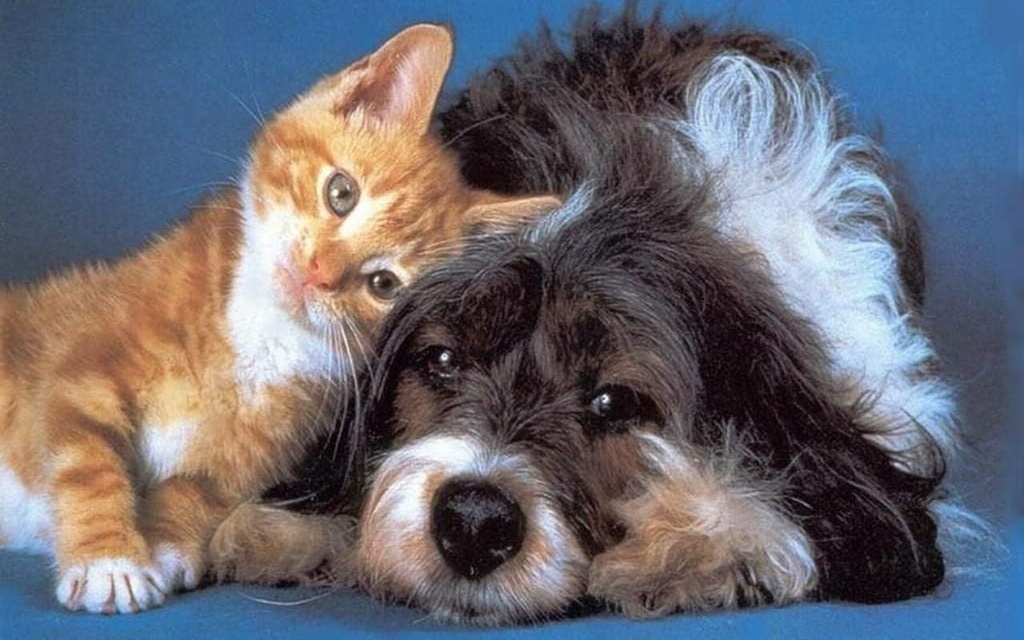 i-love-my-pets-llc-dog-skin-supplements--3.jpg