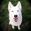 eye-care-for-dogs---dogs-eye-health-form-3.jpg