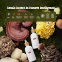 rainbo---turkey-tail-mushroom-tincture---4.jpg