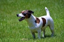 gut-soothe-for-dogs---probiotics-for-dog-4.jpg