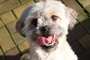 immune-system-dog-food---dog-lysine-powd-3.jpg