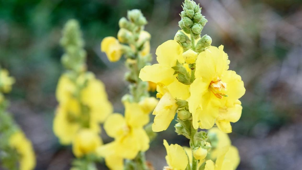 50-bags-mullein-leaf-tea-bags-for-lungs--5.jpg