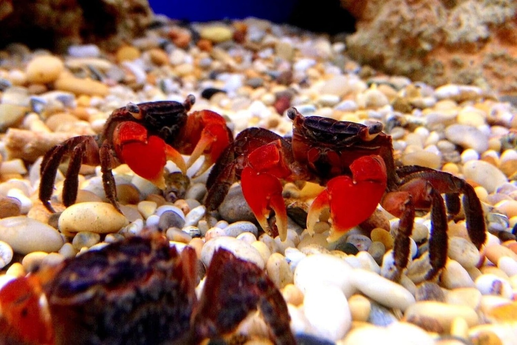 aquatic-foods-inc-calcium-feeder-medium--4.jpg