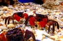 aquatic-foods-inc-calcium-feeder-medium--4.jpg