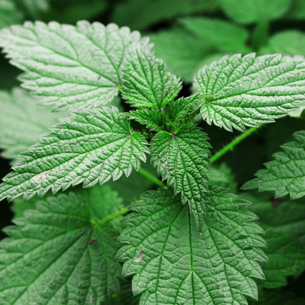 zokiva-nutritionals---nettle-leaf-tea-ba-4.jpg