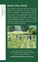 traditional-medicinals-organic-nettle-le-5.jpg