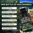 ignix-dietary-supplement-with-sea-moss-b-2.jpg