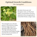 astragalus-root-slices-tea-huang-qi-prem-4.jpg