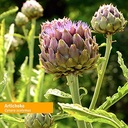 herb-pharm-artichoke-liquid-herbal-extra-6.jpg