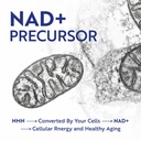 nmn-supplement-500mg-99-pure-nad-precurs-5.jpg
