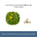 eclectic-herb-concentrated-liver-support-6.jpg