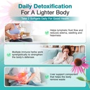 lymphatic-drainage-supplements-lymphatic-4.jpg