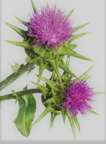 wildcrafted-raw-milk-thistle-seed-whole--4.jpg