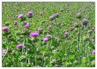 wildcrafted-raw-milk-thistle-seed-whole--5.jpg