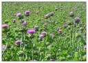 wildcrafted-raw-milk-thistle-seed-whole--5.jpg