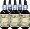 BlackBerry (Rubus fruticosus) Tinktūra, Organiskās Žāvētas lapas Šķidrais ekstrakts (zīmuļa nosaukums: HerbalTerra, Proudly Made in USA) 5x2 fl.oz (5x60 ml)