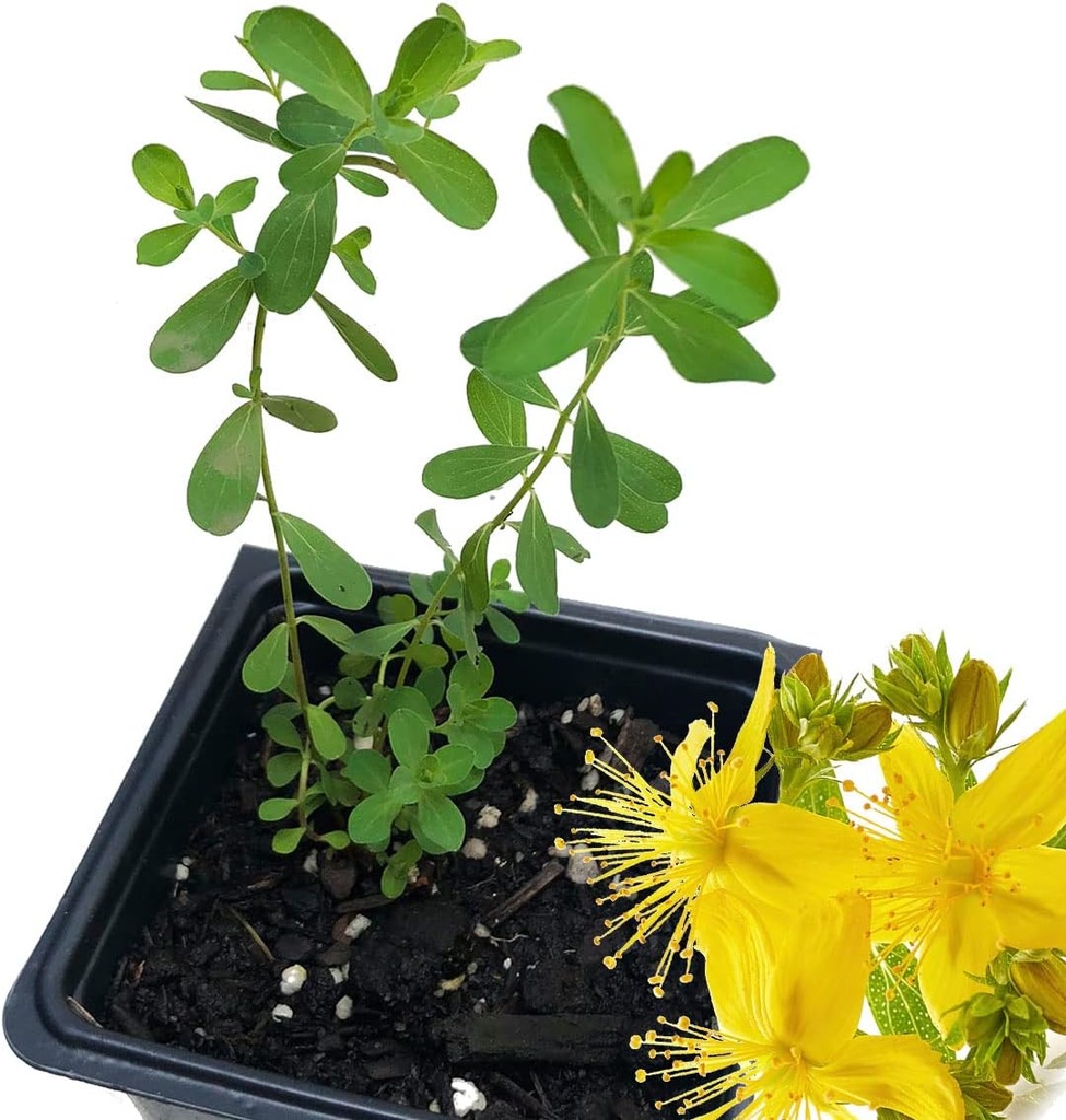 Organisks divšķautņu asinszāles augs (Hypericum perforatum) 2, 5 collas Dzīvs divšķautņu asinszāles augs