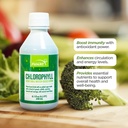 FUNAT Chlorophyll Plus šķidrums ar dabīgo piparmētru Flavor - Nutrient-Rich Zaļais papildinājums enerģijai un labsajūtai, Viegli lietojami pilieni - 8.1 FL OZ