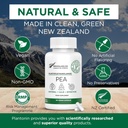 Palmitoiletanolamīds Pea papildinājums 600mg - Mikronizēts Pea papildinājumi 99% - 2 mēneši Supply - Advanced Natural Support for Common Comfort