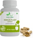 Generic JAGGY Premium Insulin Plant Capsules (Costus Igneus) Dabiskais papildinājums 240 Veggie Capsules (60 dienu apgādes) Insulin Plant