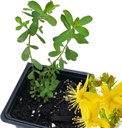 Organisks divšķautņu asinszāles augs (Hypericum perforatum) 2, 5 collas Dzīvs divšķautņu asinszāles augs