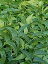 Svaigas Neem Leases, Azadirachta Indica, Margosa, no Dienvidfloridas. (3 OZ)
